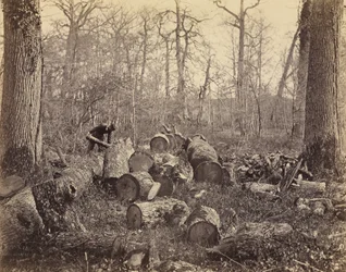 Floresta de Fontainebleau
