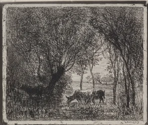 Vacas na floresta