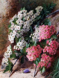 Flores. Pintura de Charles Henry Slater (1820-1890) Coleção particular