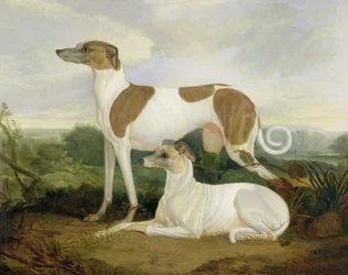 Dois galgos em uma paisagem