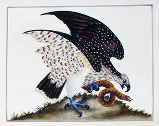 Ave de rapina com cobra, 1808-21