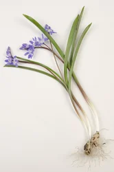 Quadro Botânico/Chionodoxa forbesii/Chionodoxa luciliae/Glory of the Snow