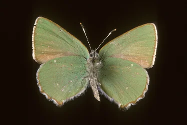 Callophrys rubi/Argus verde