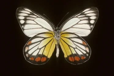 Delias hyparete/Male