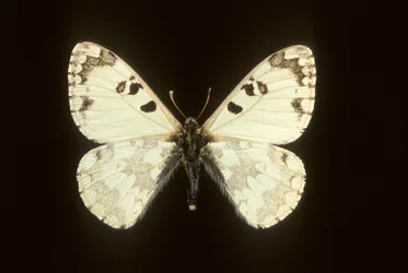 Hipermnestra helios