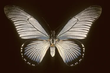 Papilio zalmoxis / azulailboat