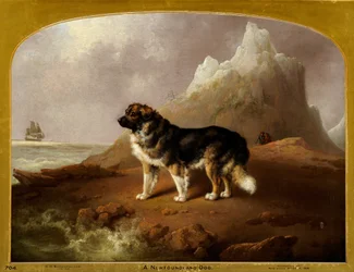 Um Cão da Terra Nova