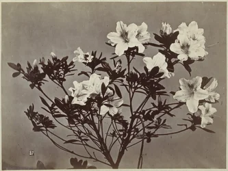 Flor ainda vida com lírios
