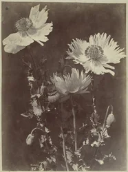 Flores com papoilas