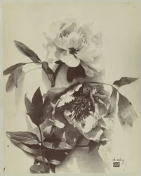 Flor ainda vida com peônias