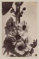 Flor ainda vida com malva