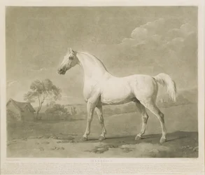 Mambrino, depois de George Stubbs, 1788 (mezzotint)