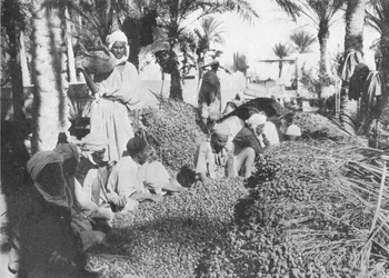 Colheita da data em Gabes, c1913