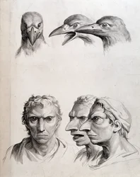 Perfis de pássaro e "homem-pássaro" - por Lebrun, em "Treats of the physiognomy of man compared to that of animals" (Tratamentos da fisionomia do homem em comparação com a dos animais)