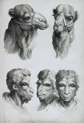Semelhanças entre a cabeça de um camelo e a de um homem, de «Livre de portraiture pour ceux qui commencent à dessiner» de Le Brun