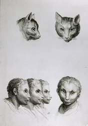Semelhanças entre a cabeça de um gato e um homem, de "Um livro de retratos para quem começa a desenhar", de Le Brun