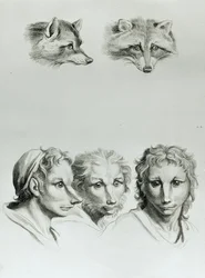 Semelhanças entre a cabeça de uma raposa e um homem, de "Um livro de retratos para quem começa a desenhar", de Le Brun