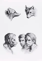 Semelhanças entre a cabeça de um lobo e um homem, de "Um livro de retratos para quem começa a desenhar", de Le Brun