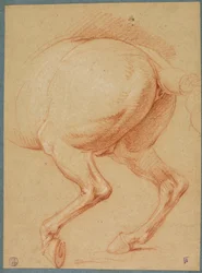 As patas traseiras de um cavalo
