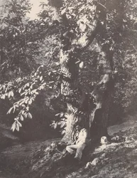 Homem reclinado ao pé de um castanheiro, 1850-53.