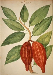 Cacau
