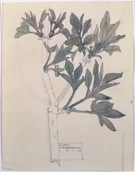 Elder, Walberswick, 1915 (wc e lápis sobre papel)