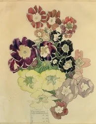 Polyanthus, Walberswick, 1915