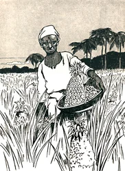 Coleta de abacaxis, 1912