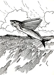 O peixe voador, 1912