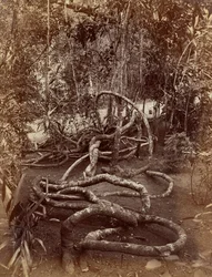 Uma trepadeira em Bradenya