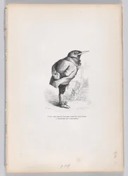 Velho, quebrado, abatido, caprichoso, mas bom, mas dedicado e doméstico por temperamento..., ca. 1837-47.