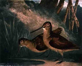 Galinholas, prancha 4 de «British Feather Game», gravada pelo artista, publicada por R. Ackermann, c. 1810