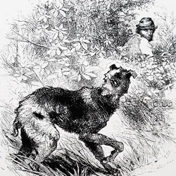 Um caçador furtivo com o seu lurcher