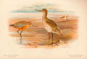 Limosa rufa de maçarico-de-cauda-cauda, Totanus do Redshank comum, 1900, 1900