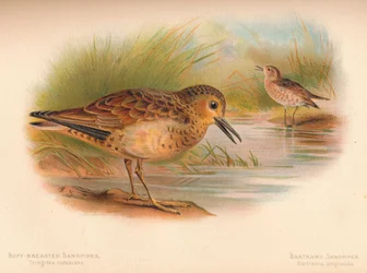 Borracha-de-peito-amarelo Tringites rufescns, Bartrams Sandpiper Bartramia longicauda, 1900, 1