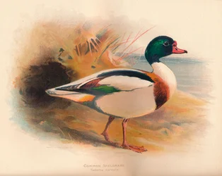Sheldrake comum Tadorna cornuta, 1900, 1900
