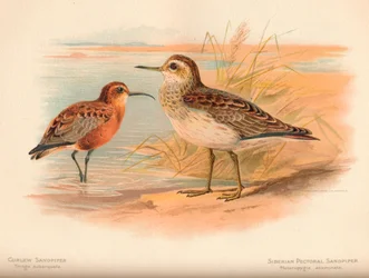 Maçarico-maçarico-real Tringa subarquata, Maçarico-peitoral siberiano Heteropygia acuminata, 1900,