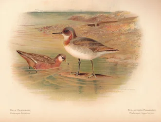 Falaropo cinzento Phalaropus fulicarius, Falaropo de pescoço vermelho Phalaropus hyperboreus, 1900, 1900