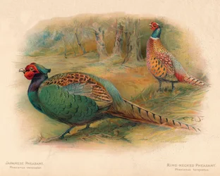 Faisão japonês Phasaianus versicolor, faisão de pescoço anelar Phasaianus torquatus, 1900, 190
