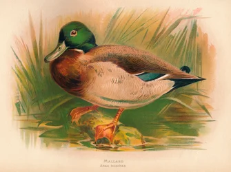 Pato-real Anas boschas, 1900, 1900