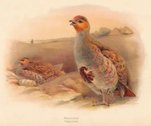 Perdiz Perdix cinerea, 1900, 1900