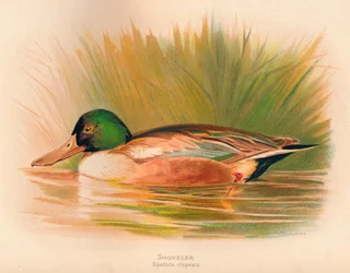 Pás-de-espátula clypeata, 1900, 1900