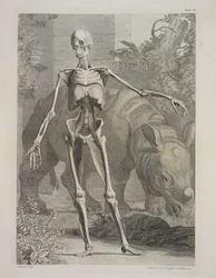 Esqueleto e Rinoceronte, Tabelas do Esqueleto e Músculos do Corpo Humano, de Bernhard Siegfried Albinus