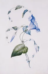 Convolvulus azul, 1832 (wc no papel)