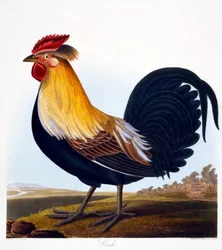 Galo (Phasianus), gravado por Robert Havell Jr. (1793-1878), 1835