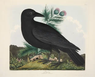 Raven, Corvus Corai, pub. 1835 Gravura colorida à mão .