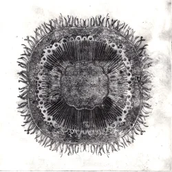 Células vegetais, 2019 (gravura de ponto seco)