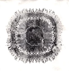 Células vegetais, 2019 (gravura de ponto seco)