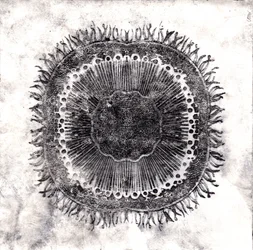 Células vegetais, 2019 (gravura de ponto seco)