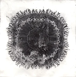 Células vegetais, 2019 (gravura de ponto seco)